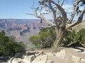 Grand Canyon (31)